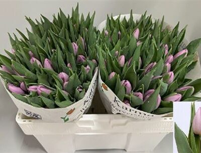 Тюльпан 'Candy Prince'