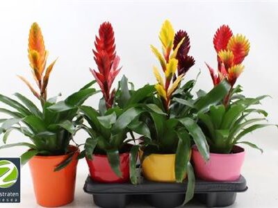 Вріезія 'Gem 6 Srt'