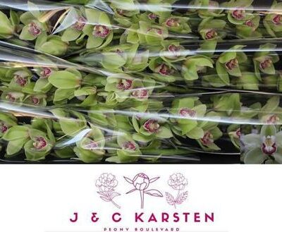 Цимбідіум 'Fall Verde'