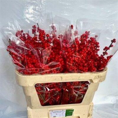 Ілекс 'Rode Bes'