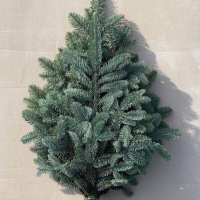 Нобіліс 'Blauw'