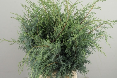 Хвоя 'Arizonica'