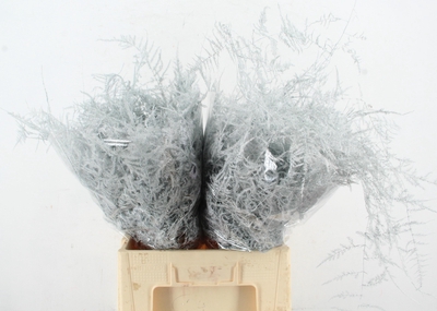 Аспарагус 'Veren Wit'