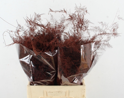 Аспарагус 'Veren Bordeaux'