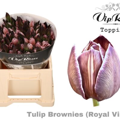 Тюльпан 'Brownies'