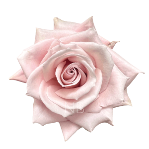 Еквадорська троянда 'Sweet Escimo'