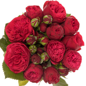 Garden Roses Mix (piano)