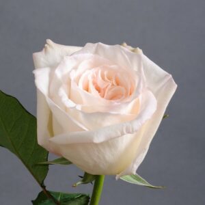 Еквадорська троянда 'White Ohara'