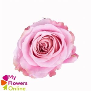 Еквадорська троянда 'Pink Love'