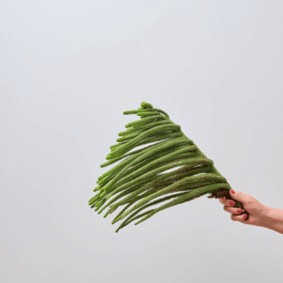 Арауракарія 'P Bunch'