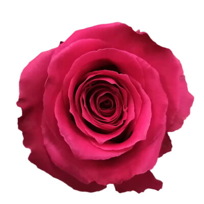 Еквадорська троянда 'Full Monty'