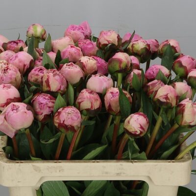 Піон 'Sara Bernhard'