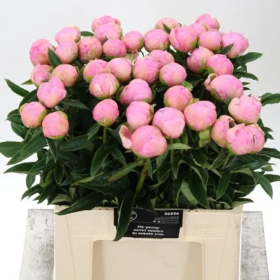 Піон 'Dinner Plate'