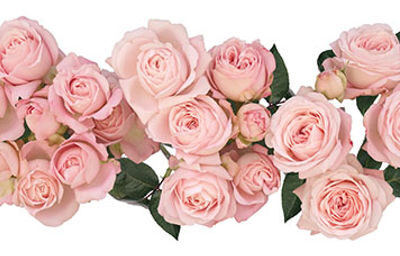 PRINCESS FAIRY KISS PINK