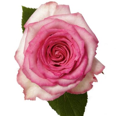 Еквадорська троянда 'Sweet Unique'