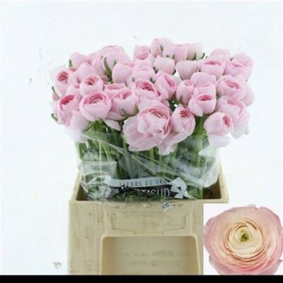 Ранункулюс 'Hanoi'