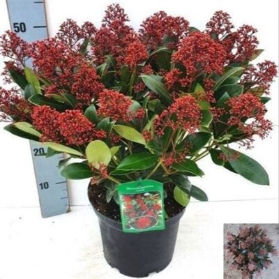 Скімія  Rubella