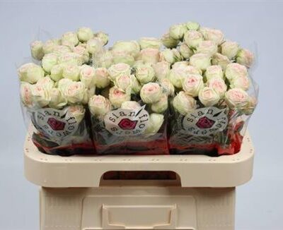 Кущова троянда 'Sweet Gelato'