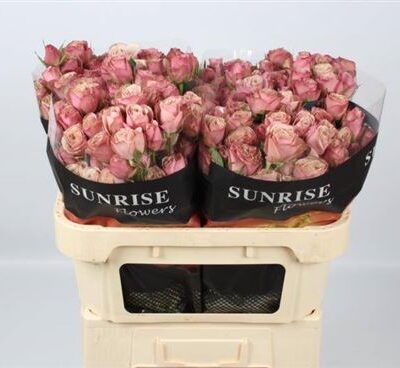 Кущова троянда 'DESTINI'