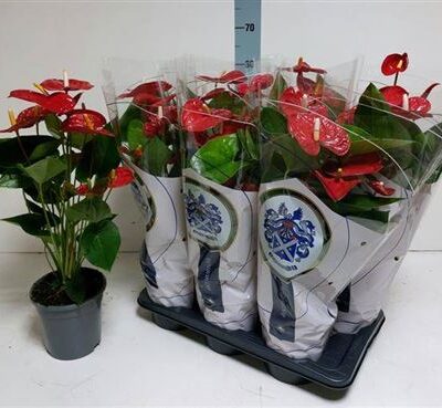 Антуріум 'JAMBO RED'