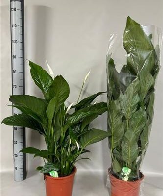 Спатифіліум 'Sweet Lauretta'