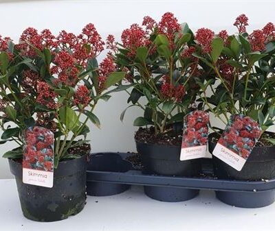 Скімія 'Rubella'