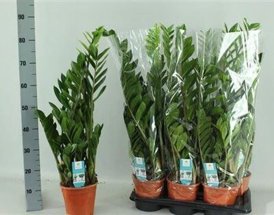 Заміокулькас 'Zamiifol'