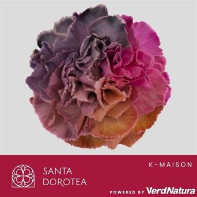 Гвоздика 'Ov Klb H%'