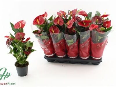 Антуріум 'Success Red'