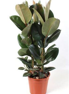 Фікус 'Robusta'