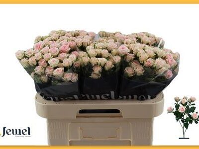 Кущова троянда 'Severina'