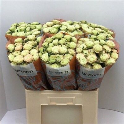 Кущова троянда 'LIMOUSINE'