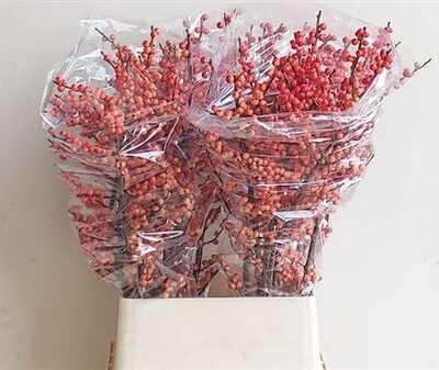 Ілекс 'Oudij Orange'