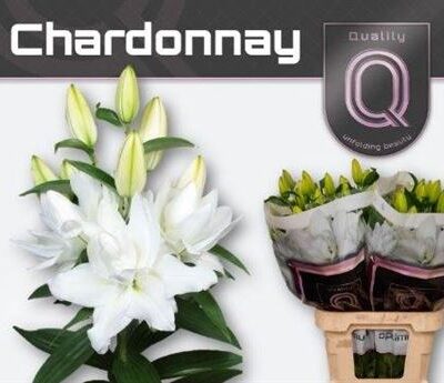 Лілія 'Chardonnay'