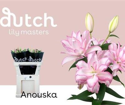 Лілія 'Anouska'