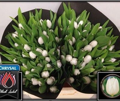 Тюльпан 'ROYAL VIRGIN'