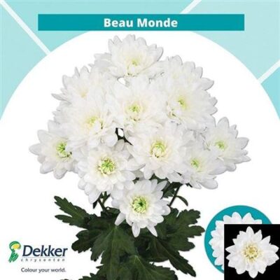 Хризантема 'BEAU MONDE'