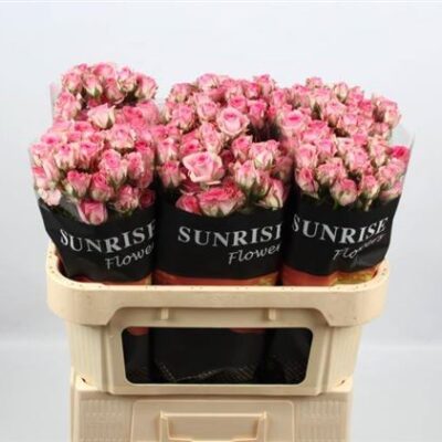 Кущова троянда 'TRALALA'