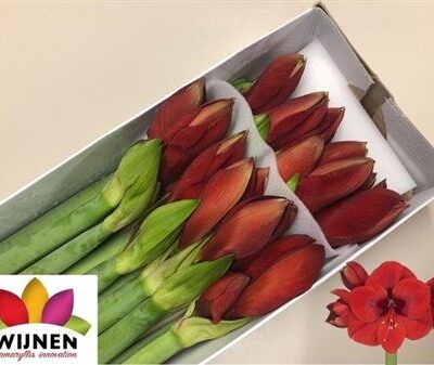 Гіпеаструм 'Primitivo'