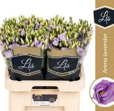 Еустома 'Arena Lavender'