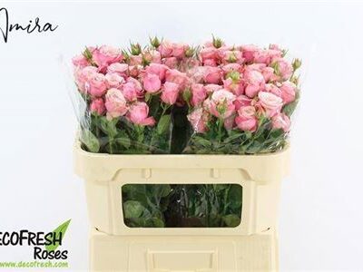 Кущова троянда 'Birds Nest+'