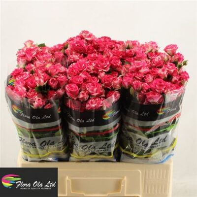 Кущова троянда 'Fireworks'