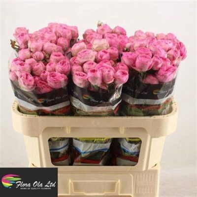 Кущова троянда  'Giselle!'