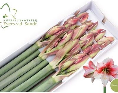 Гіпеаструм 'Showmaster'