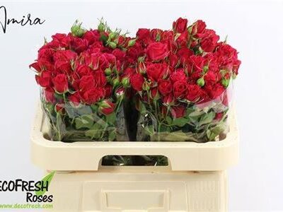 Кущова троянда 'Quincy'