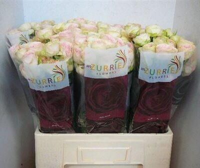 Кущова троянда  'Sweet Giselle!'