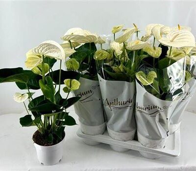 Антуріум 'ALPINE'