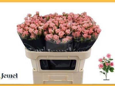 Кущова троянда 'ODILIA'