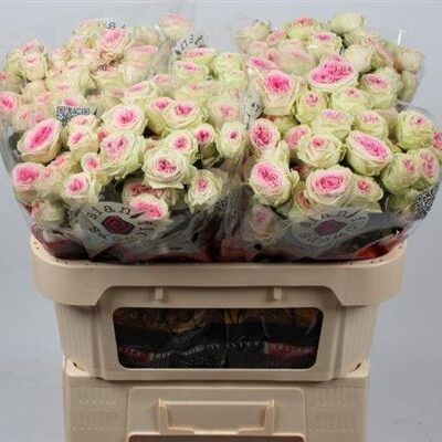 Кущова троянда 'GELATO'