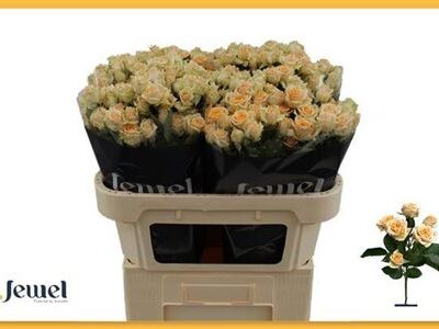 Кущова троянда 'Trinity'